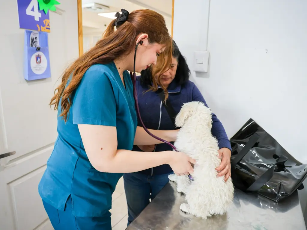 Centro Veterinario Municipal de Maipú implementará nuevo sistema de atención: tarifas serán hasta un 75% más económicas que clínicas privadas