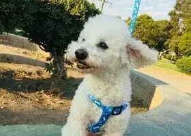 tofy perrito perdido