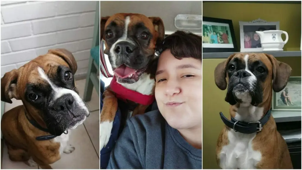 perrita boxer perdida