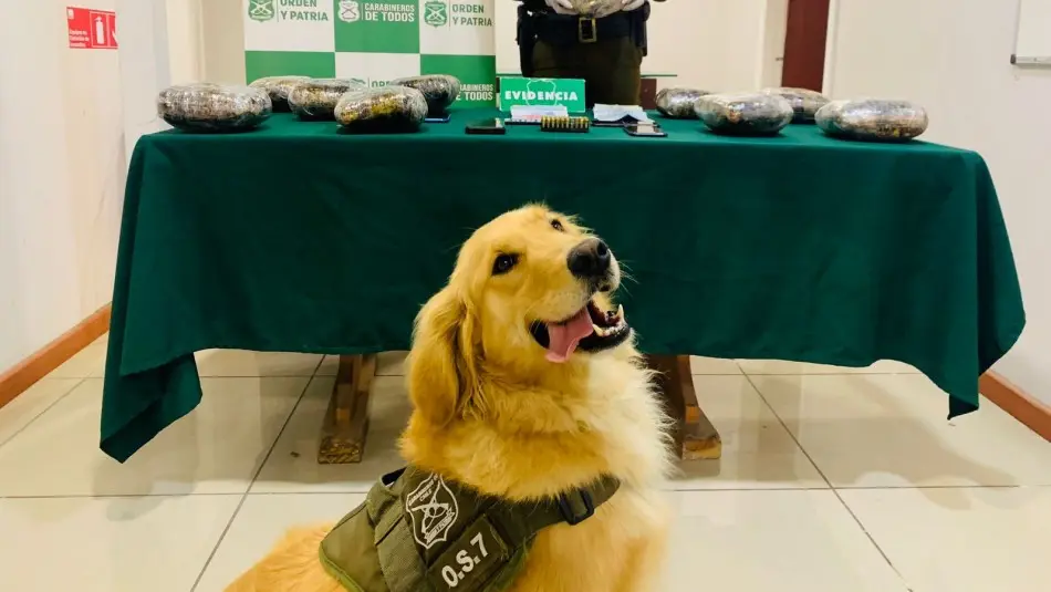 perro os-7 carabineros