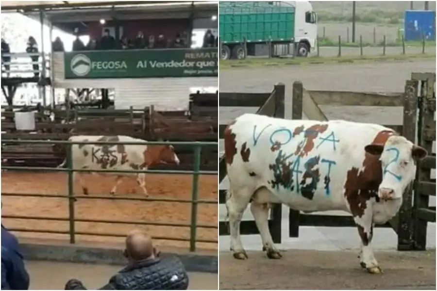Vaca rayada con propaganda de Kast: Se presenta querella por maltrato animal