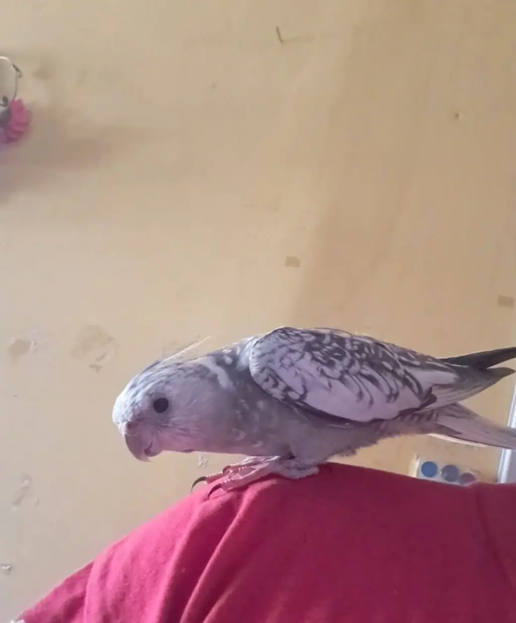 Periquito gris posado en hombro humano.