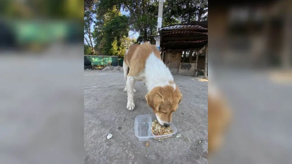 perros callejeros maipú