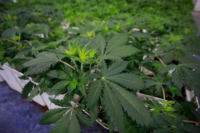 cannabis ley antinarcos