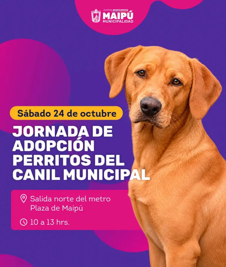 Jornada de adopción 24-10.png