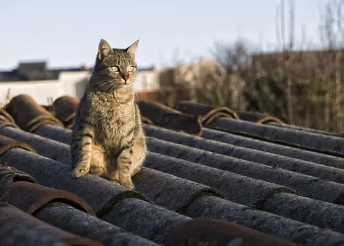 gatos