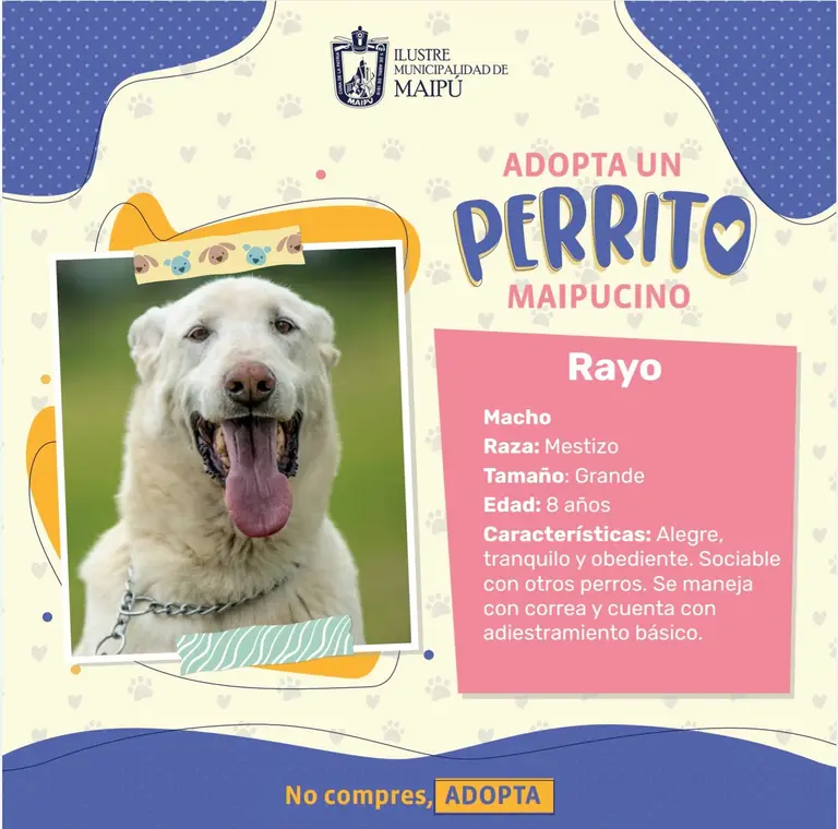 Municipalidad inicia campaña «Adopta un perrito Maipucino»