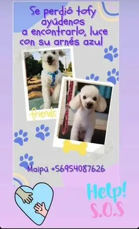 tofy perrito peridido