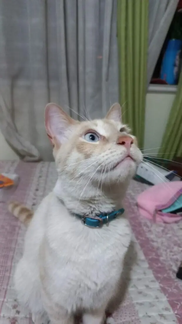 gatito perdido