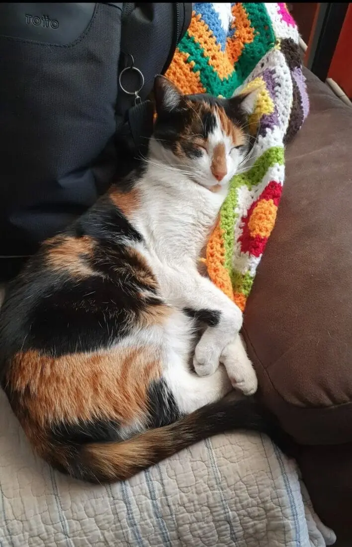 Sol, gatita perdida en Villa Los Héroes.