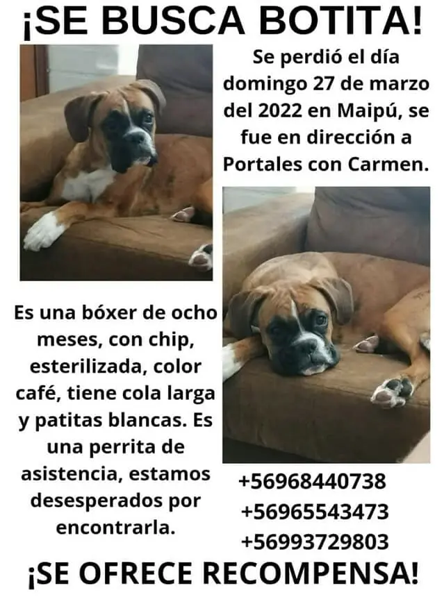 maipú perrita perdida