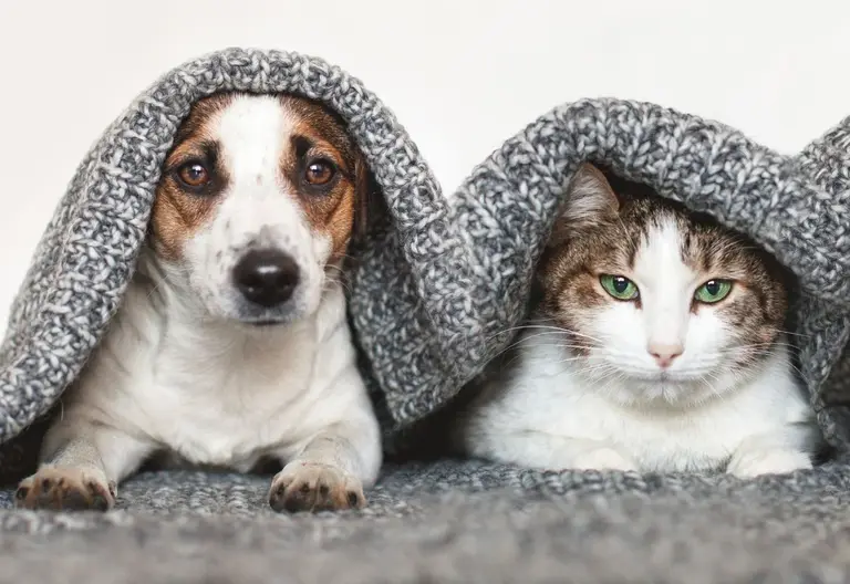 perros y gatos jornada de adopcion