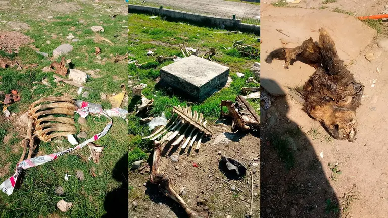 Calistenia, un deporte que sigue creciendo en Maipú