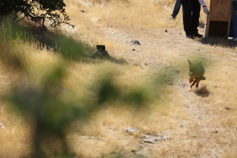 liberan a zorro culpeo rescatado en Maipú