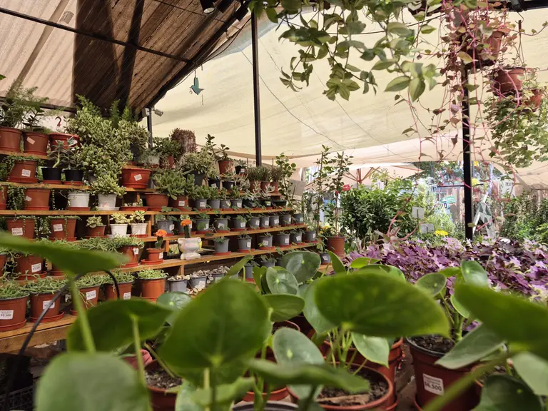 Vivero Mis Tesoros