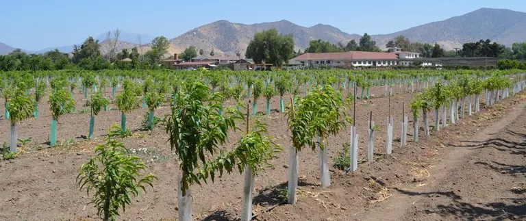 Con una inversión de US$10 millones: Chile y China avanzan en la instalación de Granja Demostrativa agrícola en Rinconada de Maipú