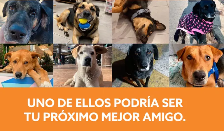 Perros adorables posando, potenciales mascotas para adoptar.
