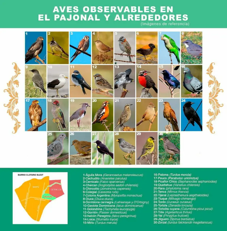 Aves del pajonal