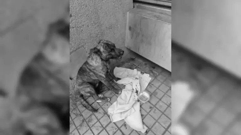perro fallecido stgo bueras