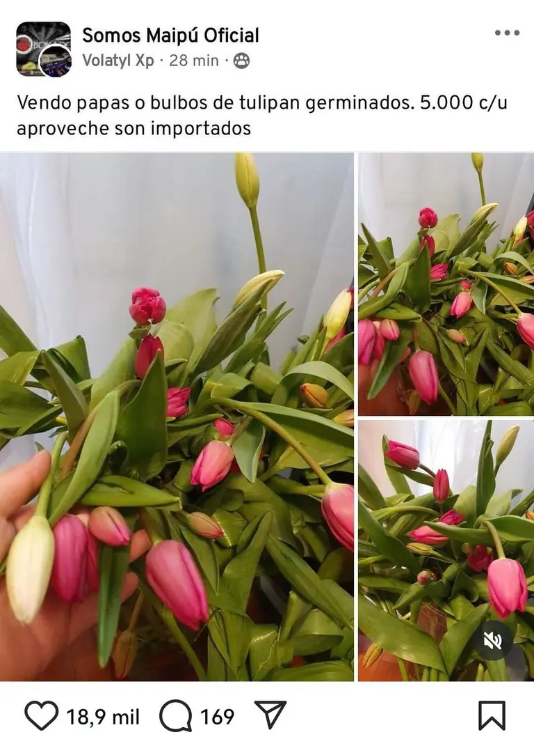 venta bulbo tulipan en maipu