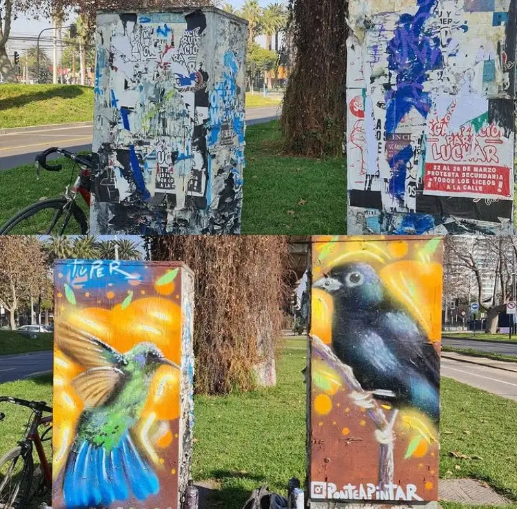 pájaros
