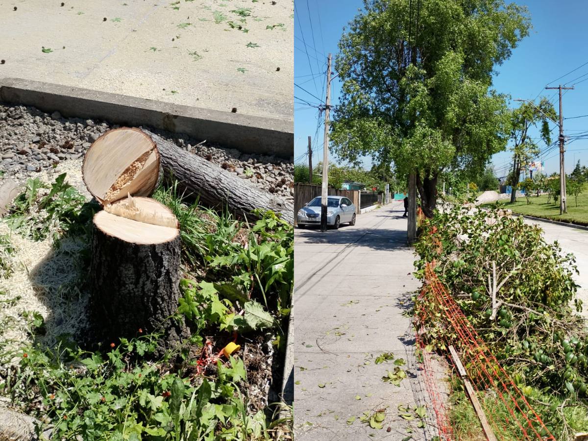 Vecinos de Esquina Blanca en Maipú denuncian tala de árboles por obras de futuro cruce bajo nivel