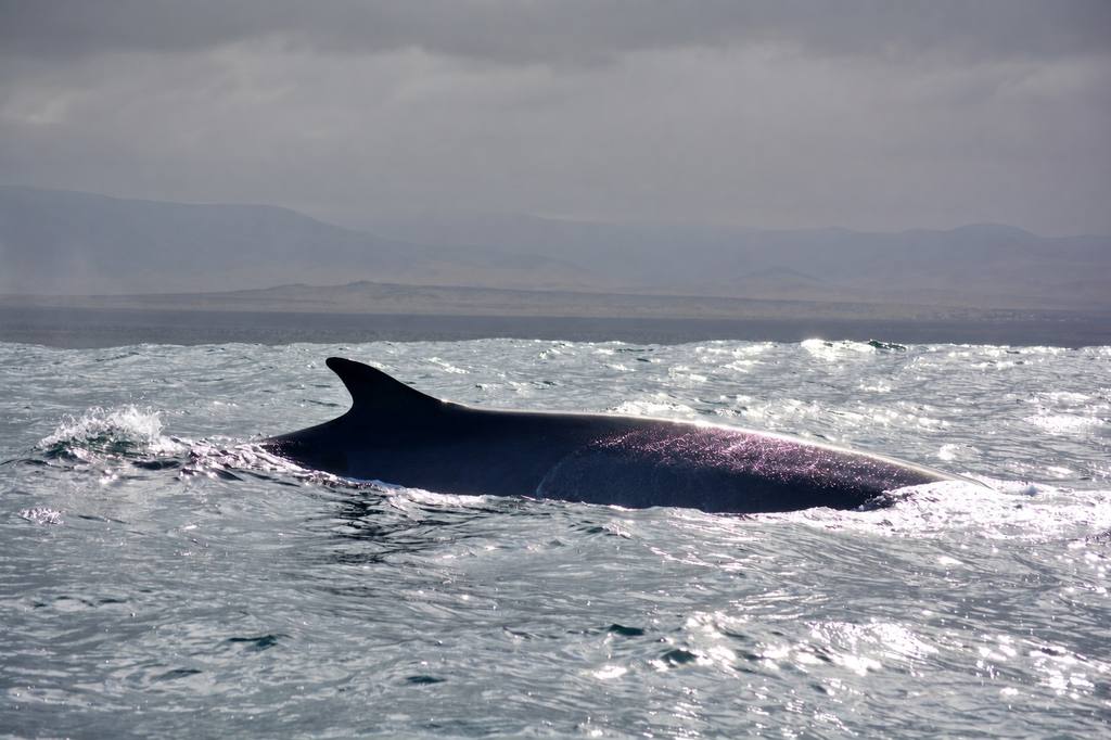 Investigaciones científicas revelan la importancia del entorno de Isla Chañaral para la alimentación de grandes ballenas