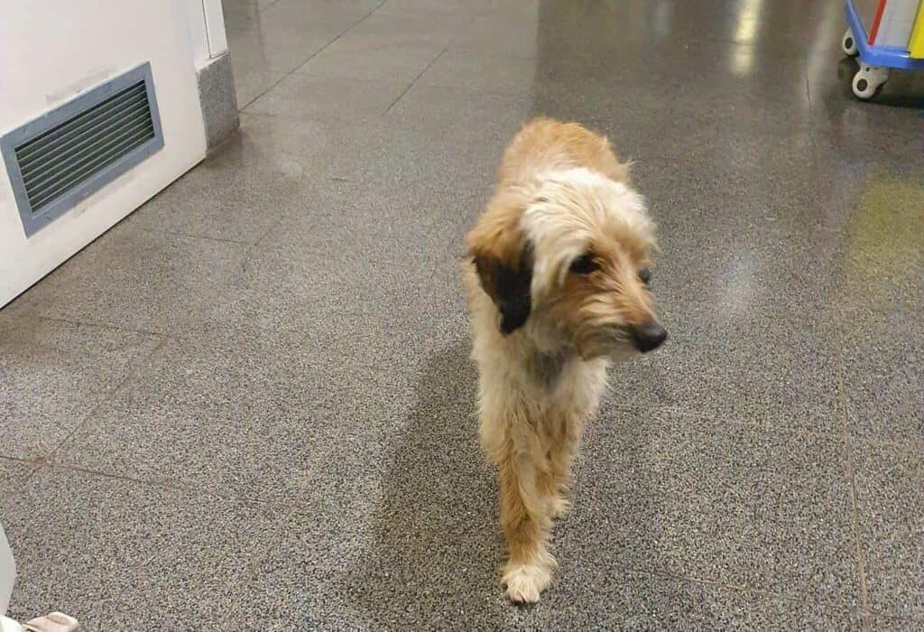 perrito llora Hospital El Carmen de Maipú
