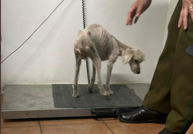 perro abandonado maipú