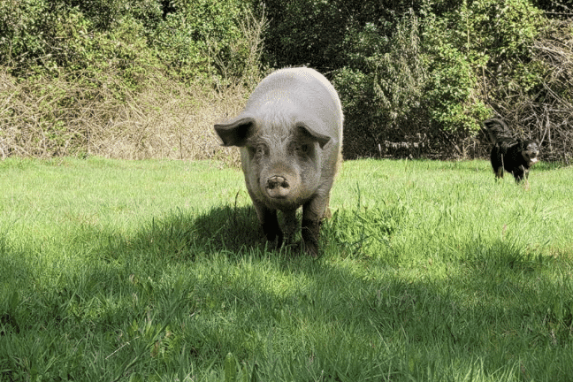 cerda mascota perdida recompensa 800 mil