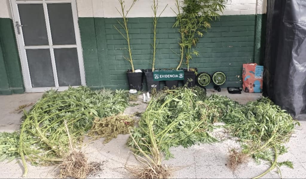 marihuana carabineros 52