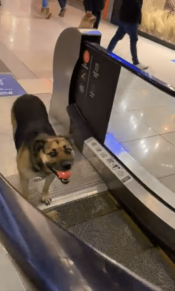 perrito mall arauco de maipú