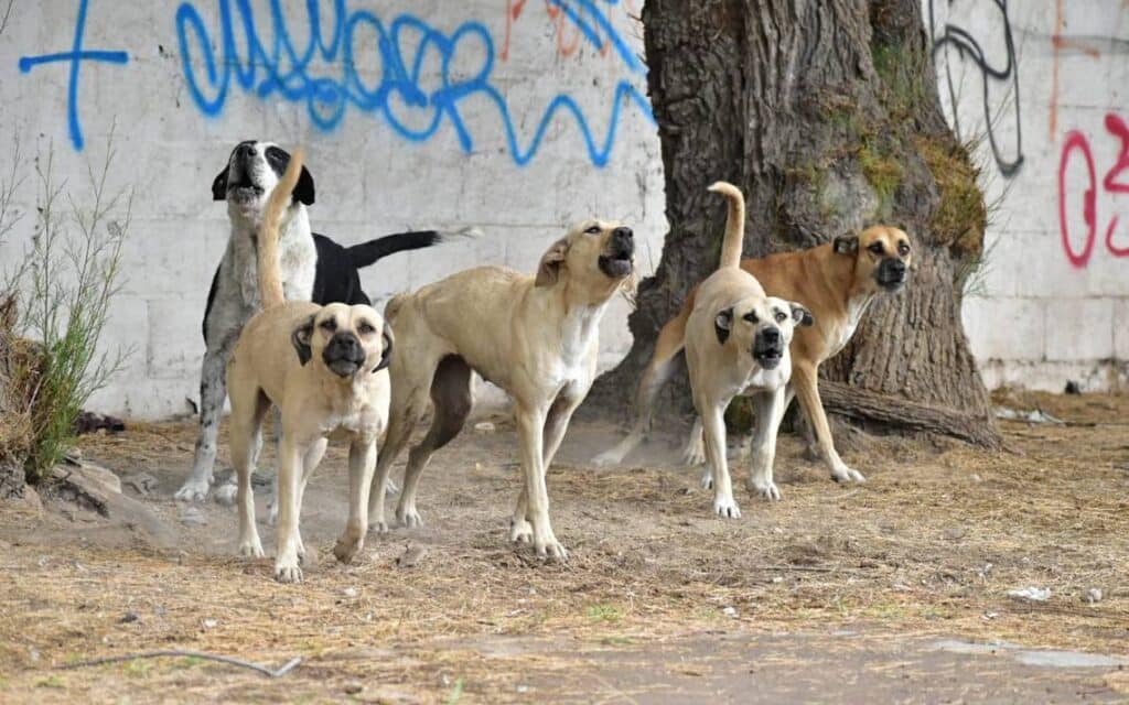jauría de perros ataca mujer