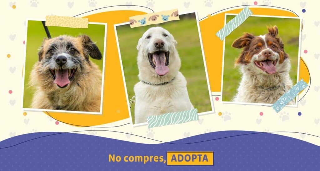 Municipalidad inicia campaña «Adopta un perrito Maipucino»