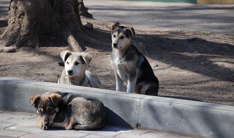 faenamiento de perros en maipú