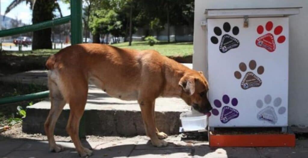 oficina proteccion animal