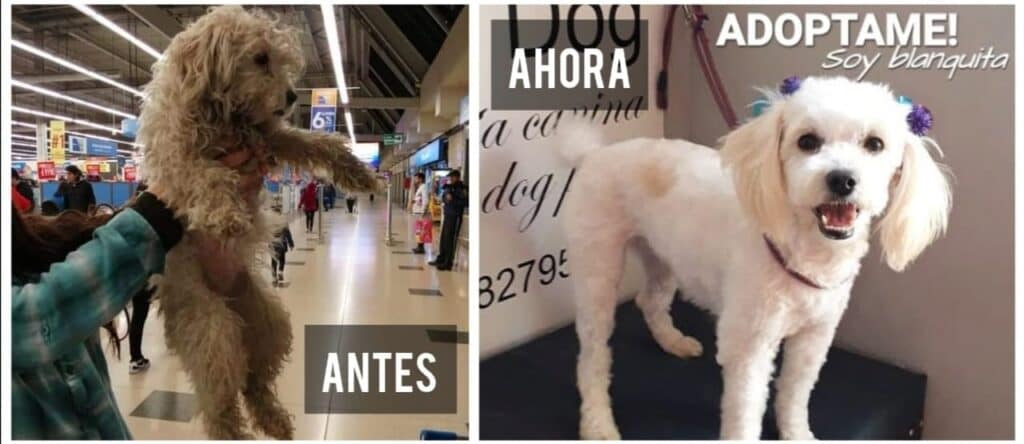 Amor Animal: nuevo miembro de tu familia te está esperando
