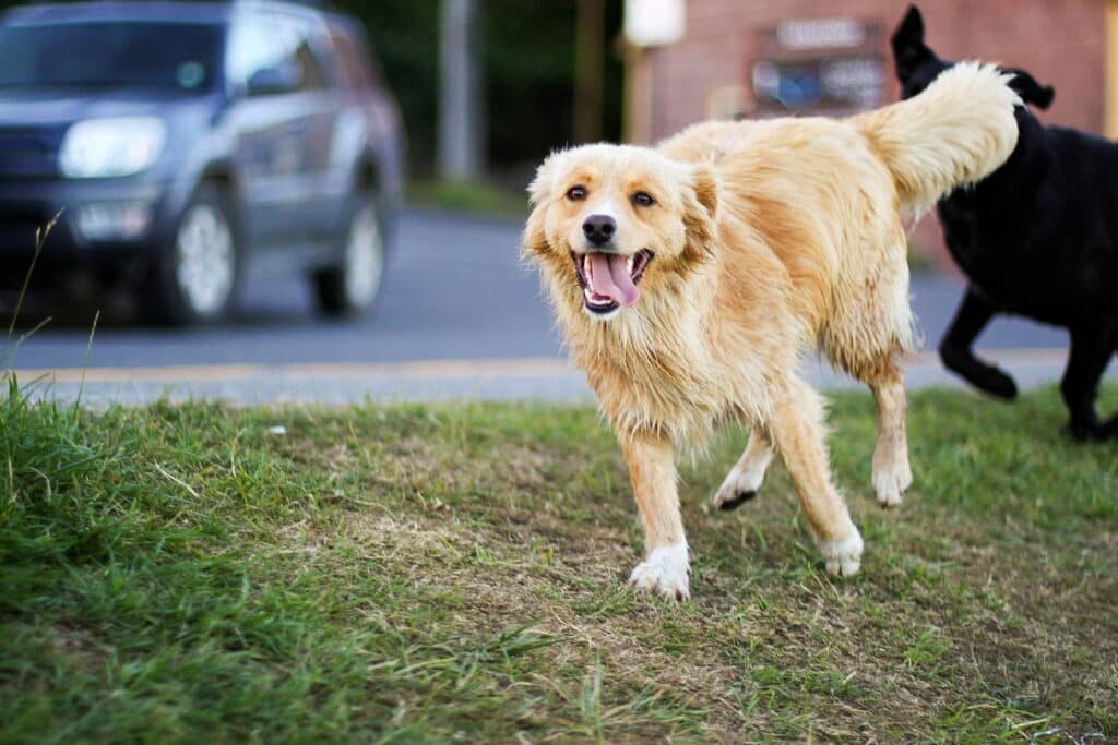 Proyectos de ley en el Congreso permitirían la caza de perros para frenar ataques a fauna silvestre y ganado