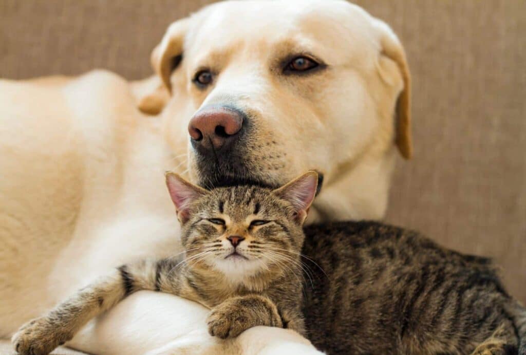 jornada de adopcion perros gatos