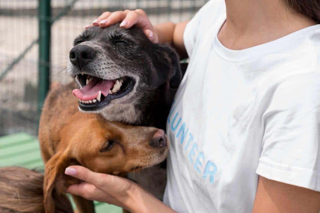 adopción de perros