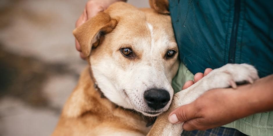 adopción perros maipú