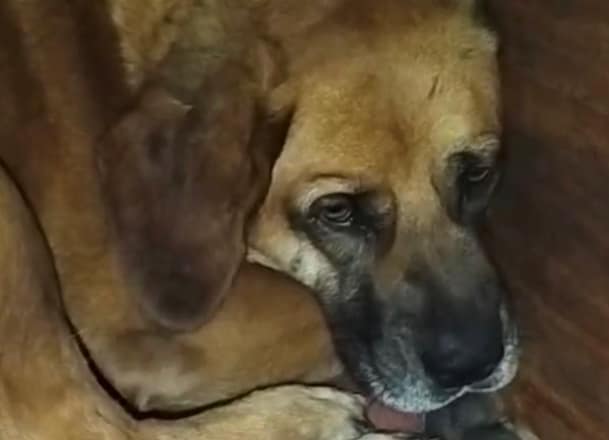 canelo caso zoofilia