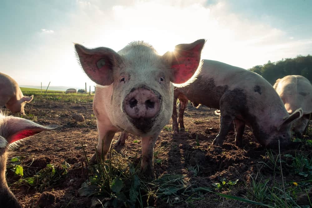 Animales seres sintientes cerditos