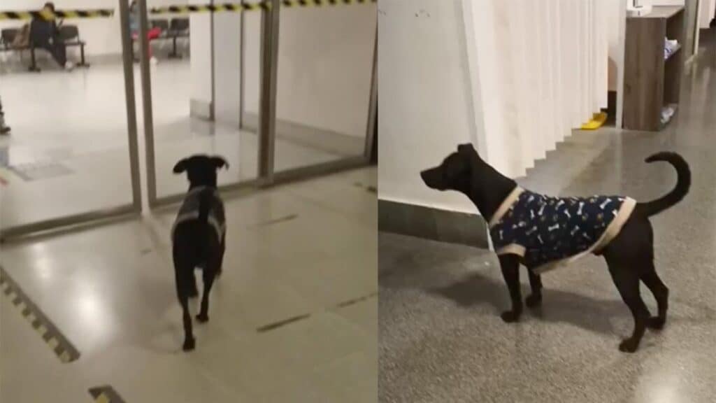 Un perro vive en la urgencia del Hospital El Carmen de Maipú
