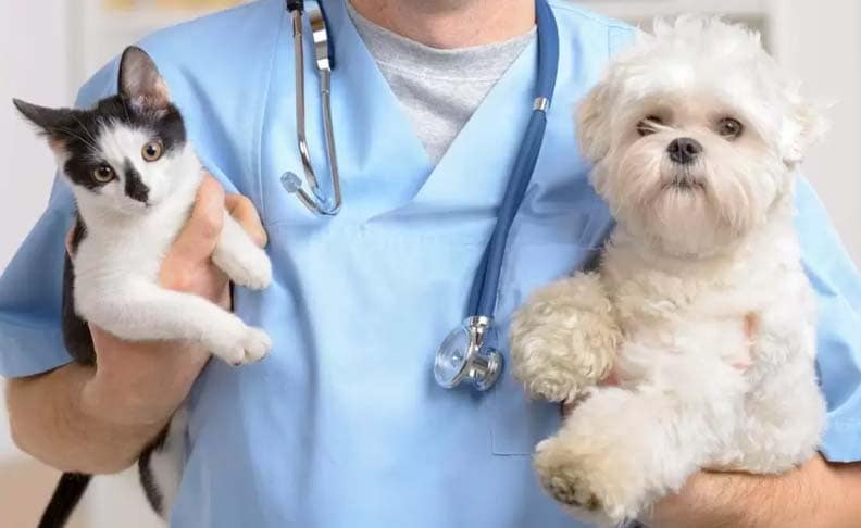 Reportan colapso en sitio para agendar esterilización gratuita de mascotas en Maipú