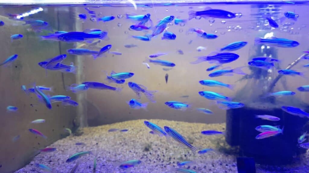 peces cebra