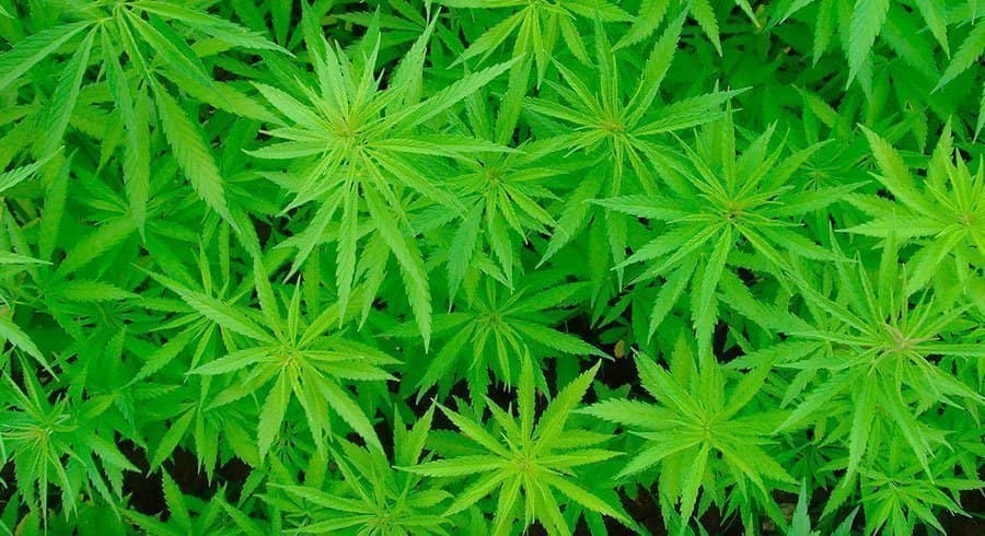 PDI detiene a “abuela reina” de la marihuana en Maipú