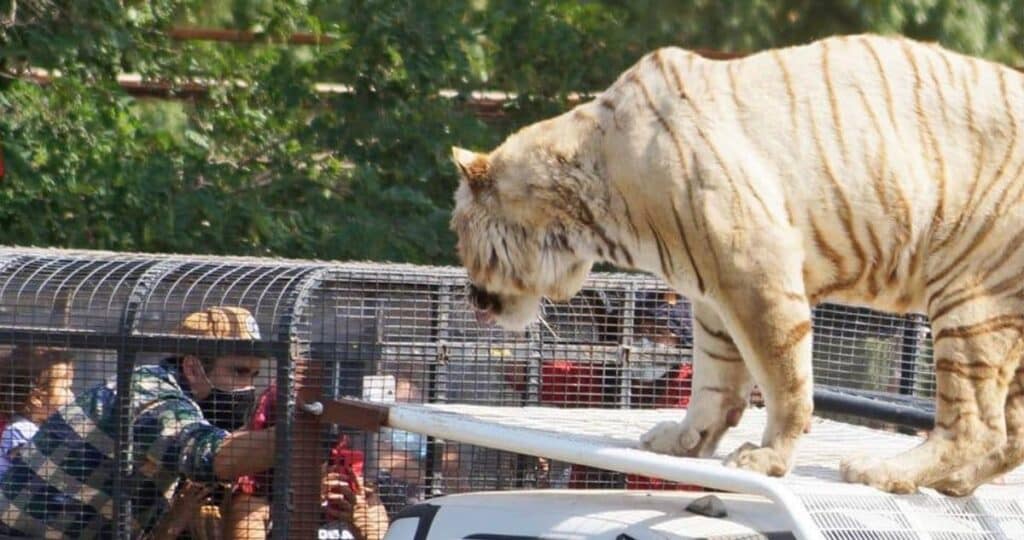 parque-safari-joven trabajadora muere