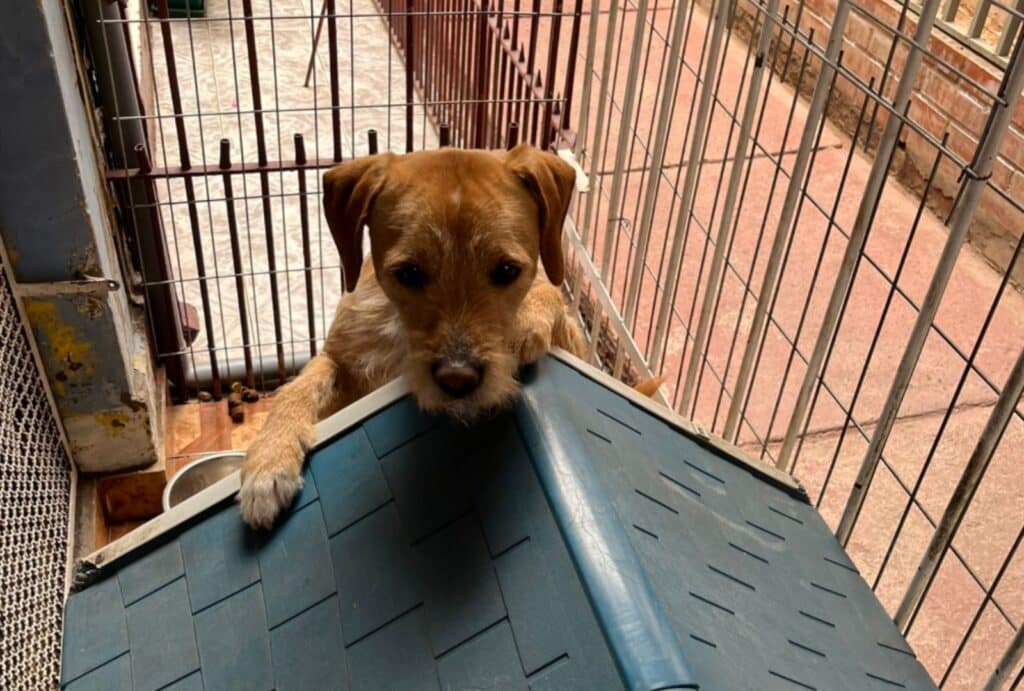 perrito busca hogar