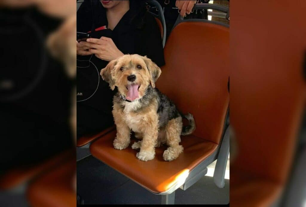 perrito micro maipu port